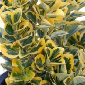 Golden Evergreen Euonymus